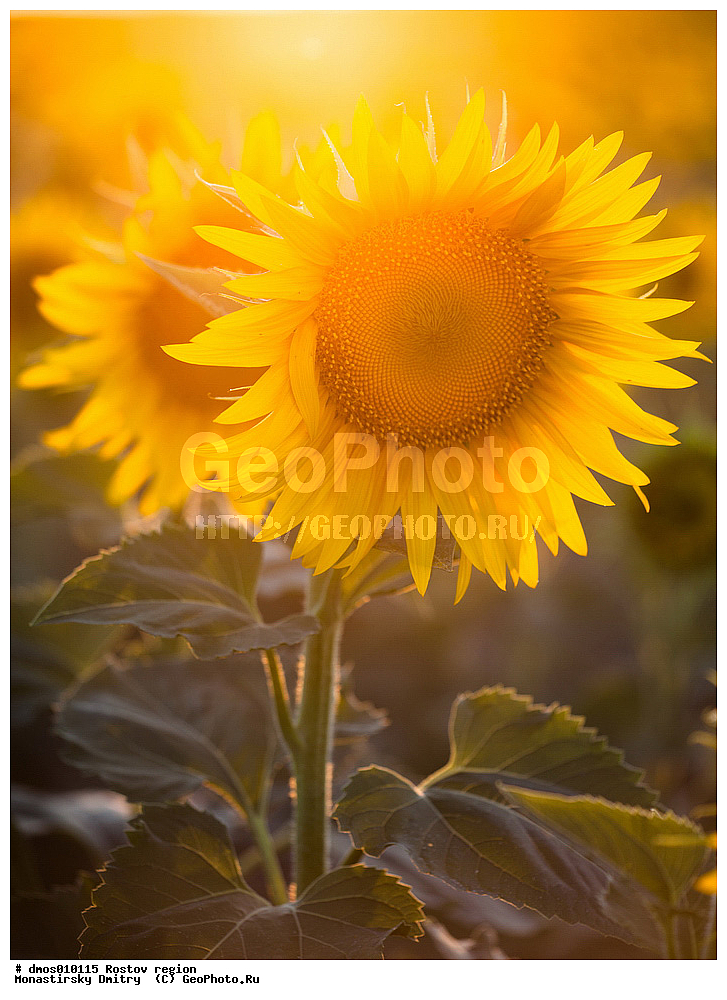 ���������� �������, ������