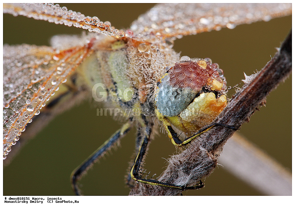 �����������, ���������, �����, ��������������, �������������, ��������������