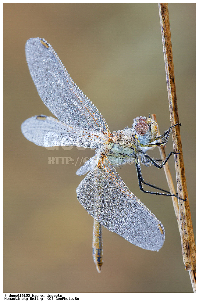 �����������, ���������, �����, ��������������, �������������, ��������������