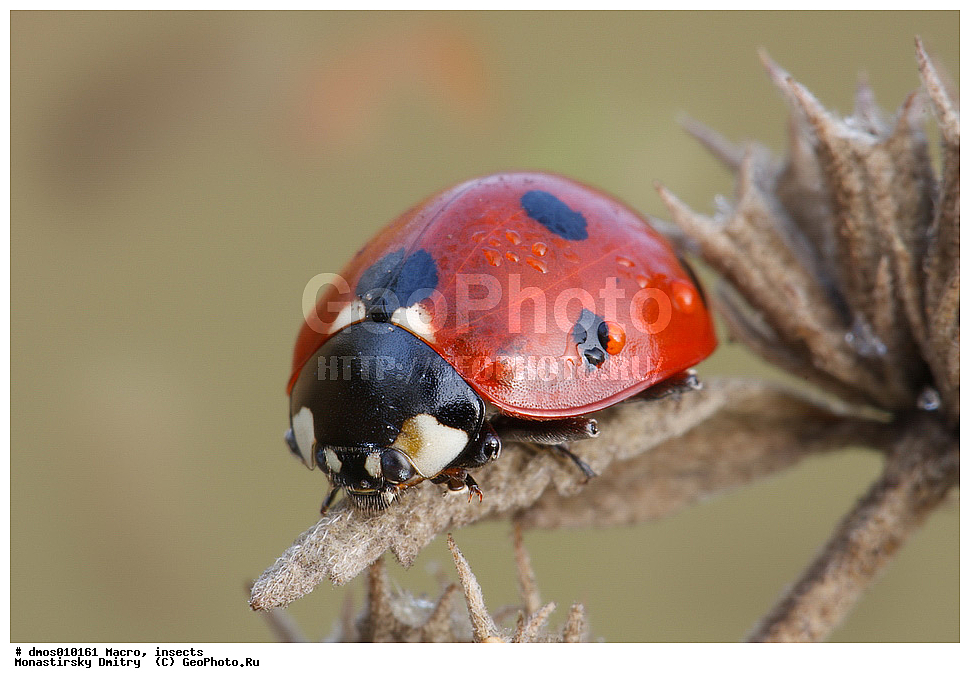 �����������, ���������, �����, ��������������, �������������, ��������������