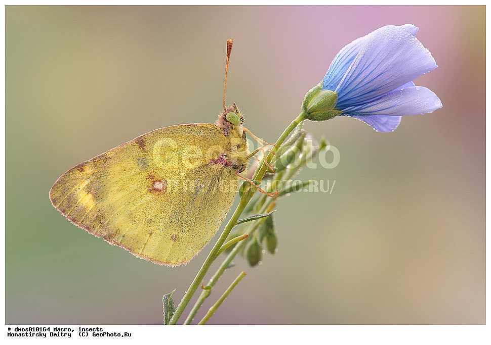 �����������, ���������, �����, ��������������, �������������, ��������������