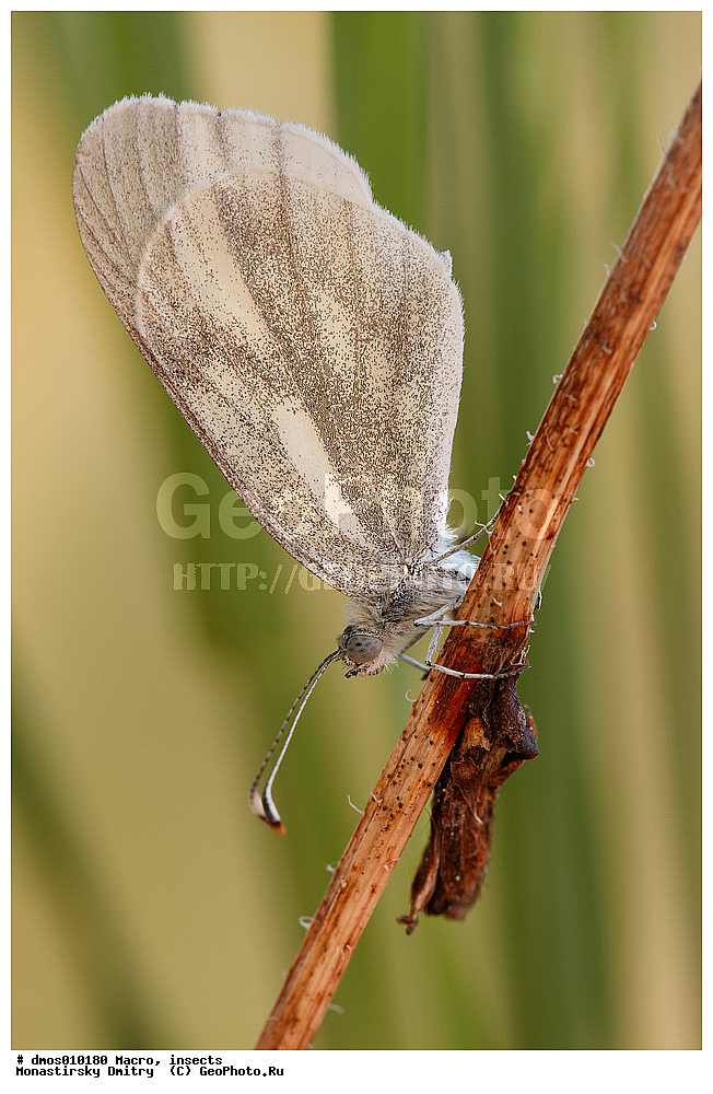 �����������, ���������, �����, ��������������, �������������, ��������������