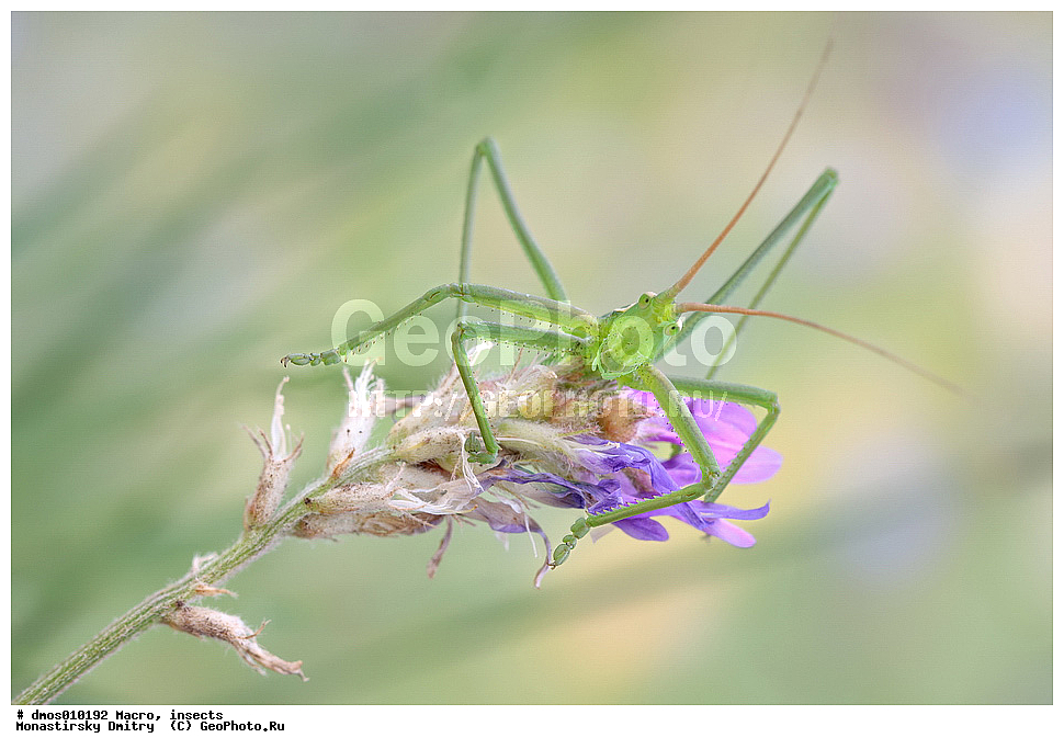 �����������, ���������, �����, ��������������, �������������, ��������������