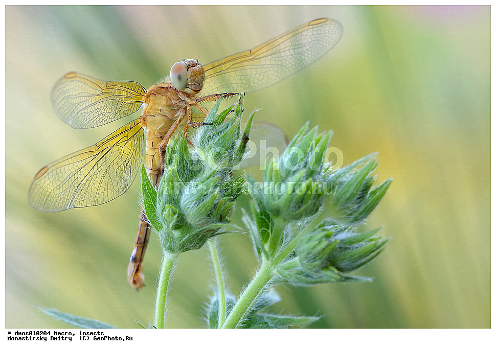 �����������, ���������, �����, ��������������, �������������, ��������������