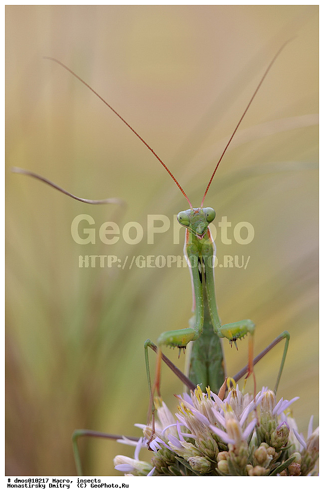 �����������, ���������, �����, ��������������, �������������, ��������������