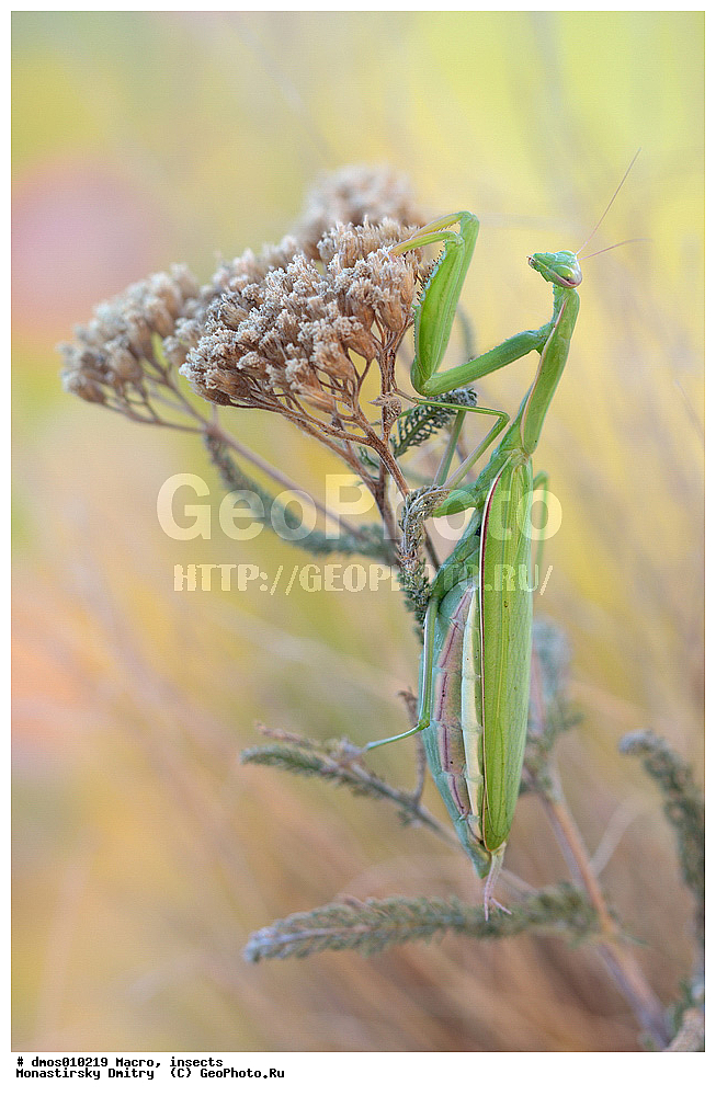 �����������, ���������, �����, ��������������, �������������, ��������������