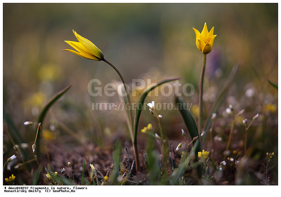 ��������, �������, �����, ������ ��������, �����, ��������, ���������� ��������, ������������ ��������, ������, �����, XYZ, ��������, Liliaceae, ������� �����������, Tulipa biebersteiniana, ������� ���������