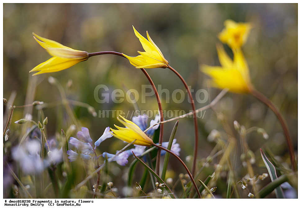 ��������, �������, �����, ������ ��������, �����, ��������, ���������� ��������, ������������ ��������, ������, �����, XYZ, ��������, Liliaceae, ������� �����������, Tulipa biebersteiniana, ������� ���������