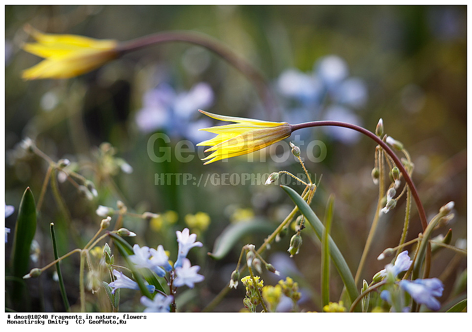 ��������, �������, �����, ������ ��������, �����, ��������, ���������� ��������, ������������ ��������, ������, �����, XYZ, ��������, Liliaceae, ������� �����������, Tulipa biebersteiniana, ������� ���������