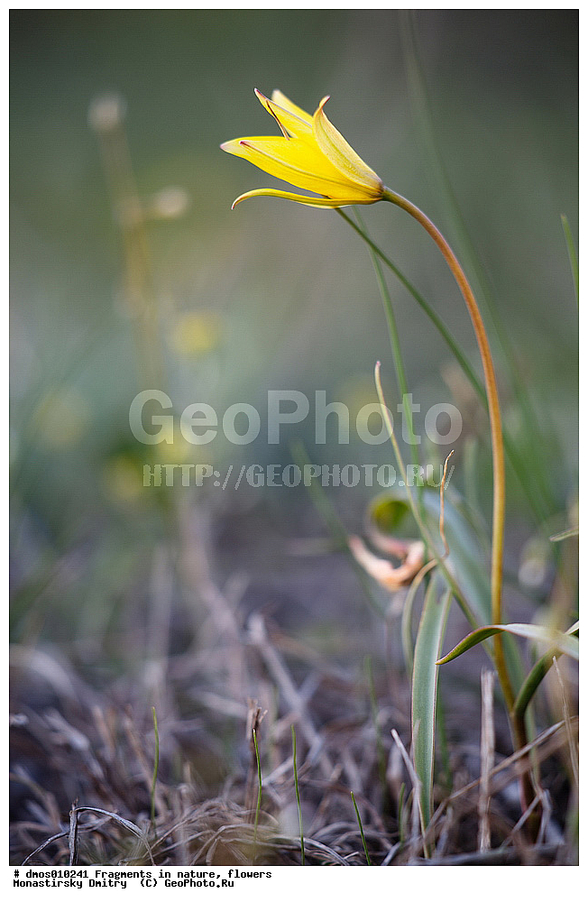 ��������, �������, �����, ���������� ���, �����, ���������, ������, ��������, ������ �������, �����, �������, ������ ��������, �����, ��������, ���������� ��������, ������������ ��������, ������, �����, XYZ, ��������, Liliaceae, ������� �����������, Tulipa biebersteiniana, ������� ���������