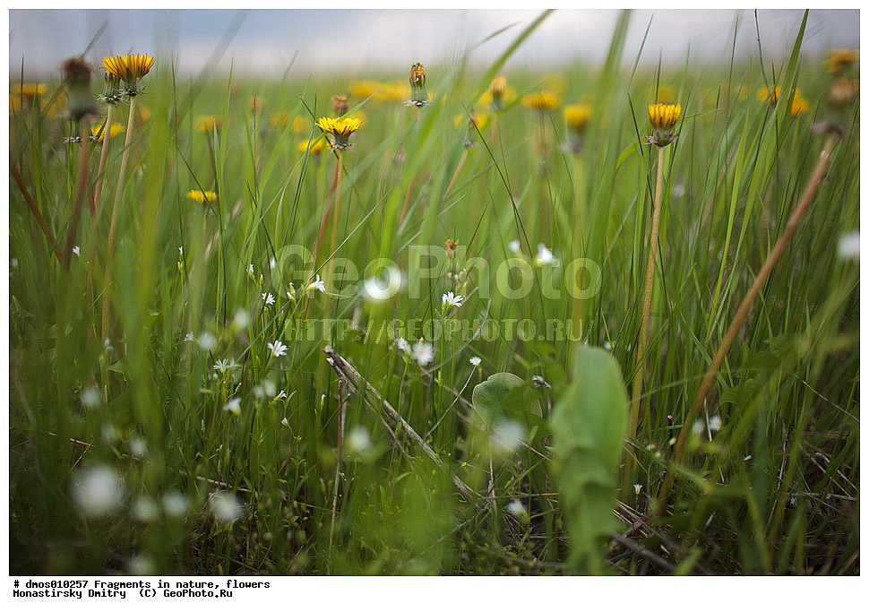 ��������, �������, �����,  �����, ����������, �����, ���, ������, ���, ������, ���, ���� �������, �����,  �����, ���������, �����, �������, ������, ����,  ��������� �������������, ������ ��������, �����, ���������� ��������, ������������ ��������, ������������ ��������, ������, �����, XYZ, ��������, �������������, Asteraceae, Compositae, ��������� �������������, ��������� ������������, ��������� �������, ��������� ��������, Taraxacum laeticolor, Taraxacum vulgare