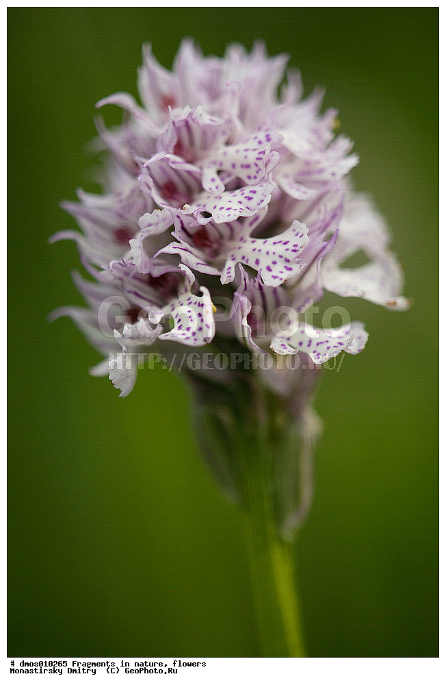 ��������, �������, �����, ���������- 	��������, �������, �������� �������, ���, ���������, ���, �����, ������, ��������, ������ ��������, �����, ���������� ��������, ������������ ��������, ������������ ��������, ������, �����, XYZ, ��������, ������������, �������, Orchidaceae, �������� �����������, �������� �����������, �������� ������������, �������� ������������, Neotinea tridentata, Orchis tridentata