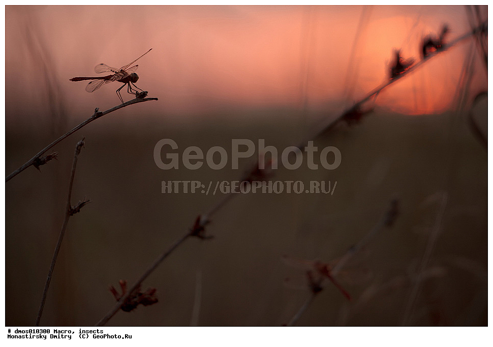 �����������, ���������, �����, ��������������, �������������, ��������������