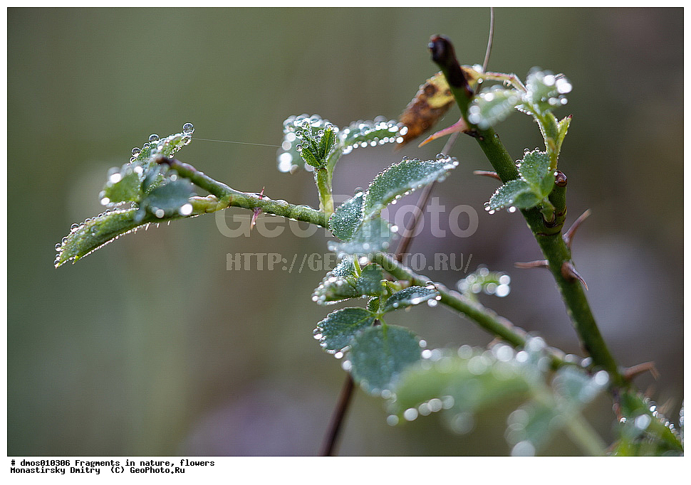 ��������, �������, �����