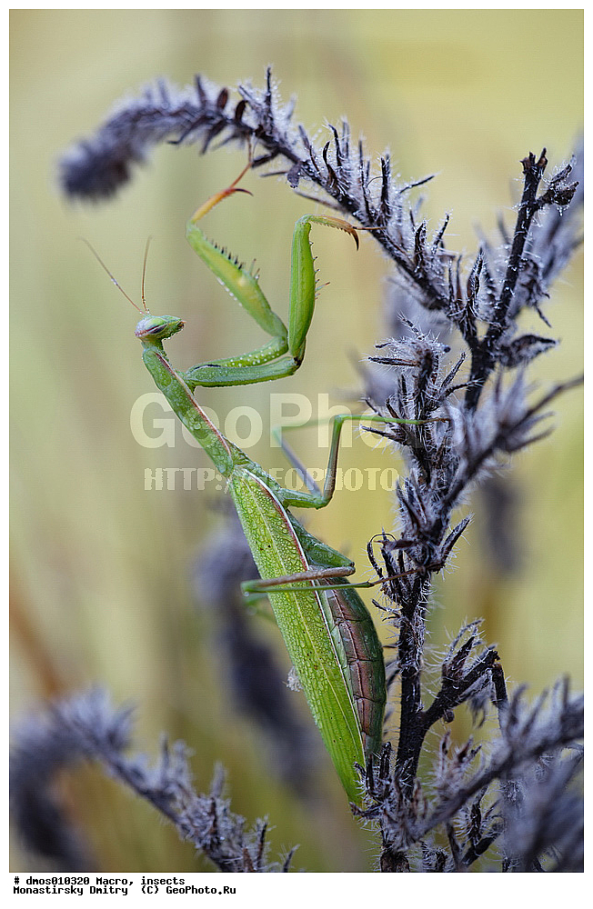 �����������, ���������, �����, ��������������, �������������, ��������������