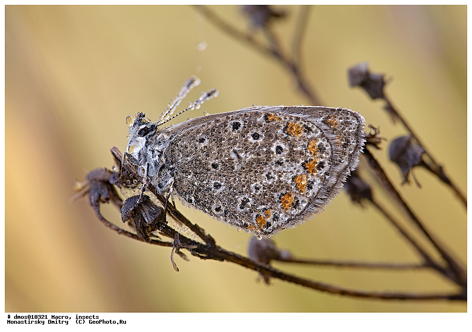 �����������, ���������, �����, ��������������, �������������, ��������������