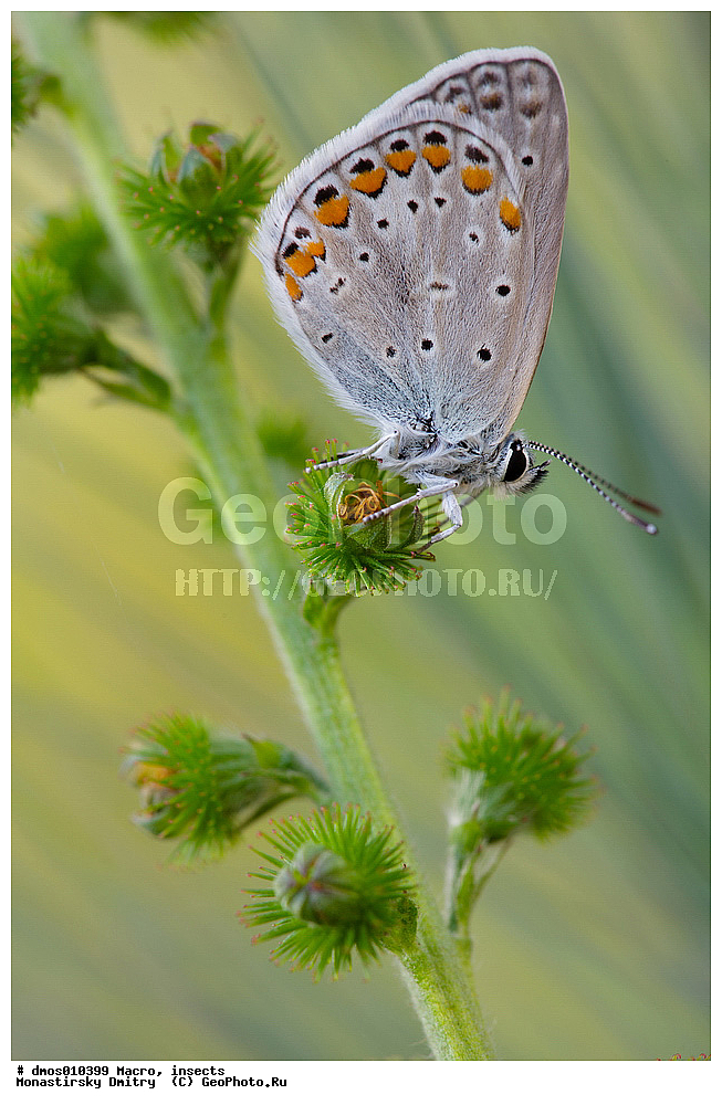 �����������, ���������, �����, ��������������, �������������, ��������������