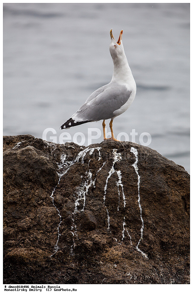 ��������, ������, ������������