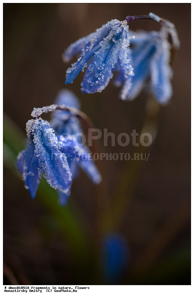 ��������, �������, �����, ���������, �����, ��������, ����, �����������, �������, �����, ��������, �����., ����� ������, ������ ��������, �����, ��������, ���������� ��������, ������, �����, ������������ ��������, XYZ, �����������, Hyacinthaaceae, ��������� Hyacinthaaceae, �������� ���������, Scilla siberica, Scilla mordakiae, Hyacinthaceae