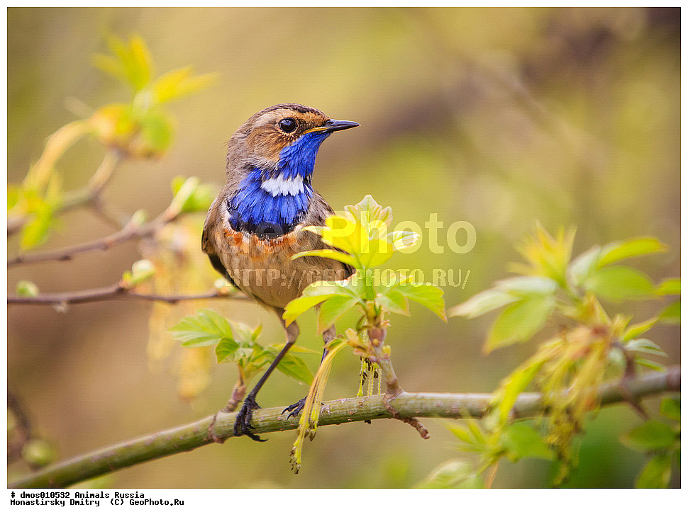 ��������, ������, ������������, ��������, ��������, ��������, �����������, �����, �����, XYZ, ������������, Muscicapidae, ���������, Luscinia svecica