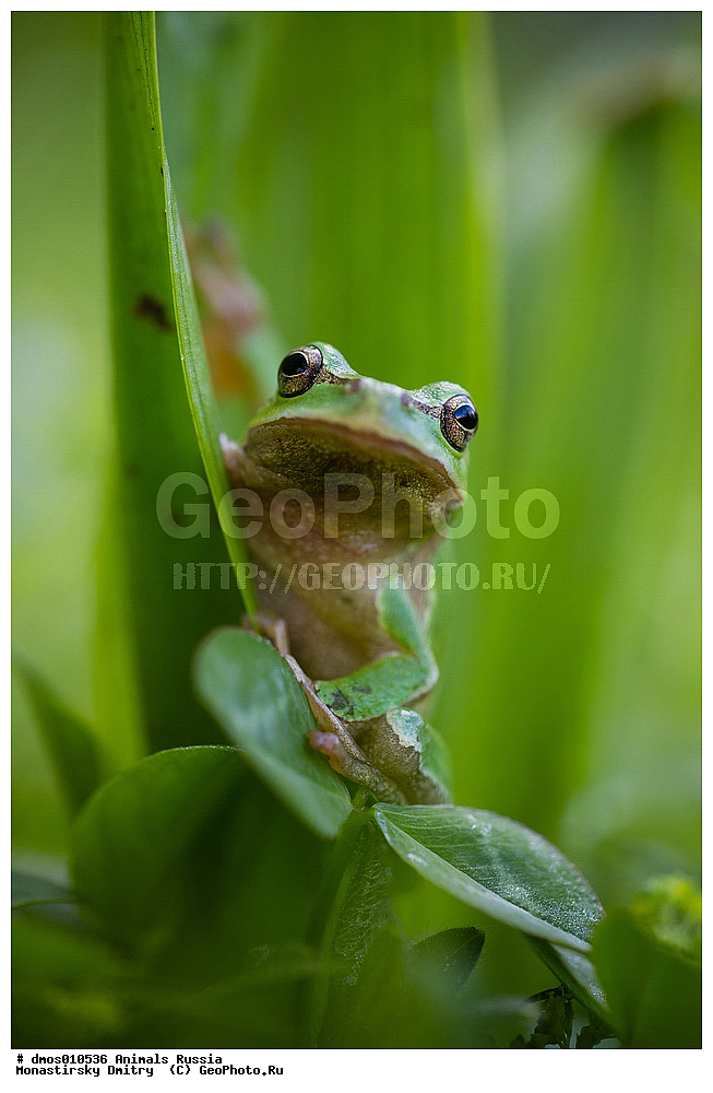  ������, �����, ����, �����, ������, �������, ��������, ��������, �����������, �����������, �������, �������, �������, �������, XYZ, ������, ��������� �������, ����������, Hylidae, ������������ ������, ����������, Hyla arborea, ������ ������������