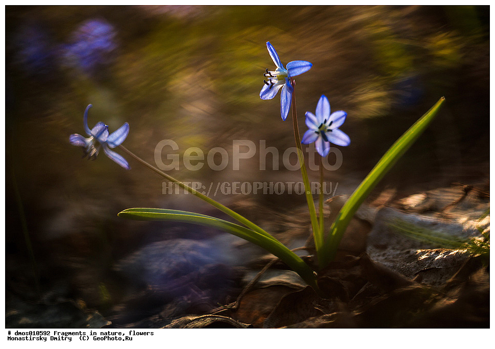  ���, ��������, ������, �����, ����������, �����, �������� ���������, �����, ���, ������, ���, ������, ���., ����� ������, ������ ��������, �����, ��������, ���������� ��������, ������, �����, ������������ ��������, XYZ, �����������, Hyacinthaaceae, ��������� Hyacinthaaceae, �������� ���������, Scilla siberica, Scilla mordakiae, Hyacinthaceae