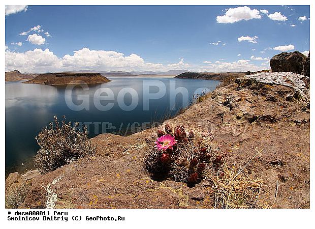 Lobivia, �������, ����, ����������, �����, ������, �����, ����� �����, ������, ������