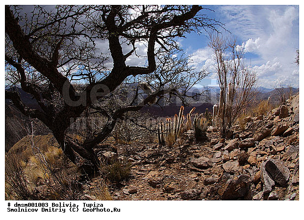 Cleistocactus strausii, �������, �������������, ����������, ����, ������, �������, ������