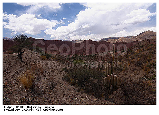 Oreocereus celsianus, �������, ����������, ����������, ������ ������, ����, �������, ������, �����, ������