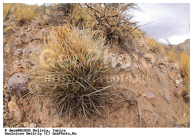 Lobivia, �������, �������, ������, ����, ������, ��������, ������