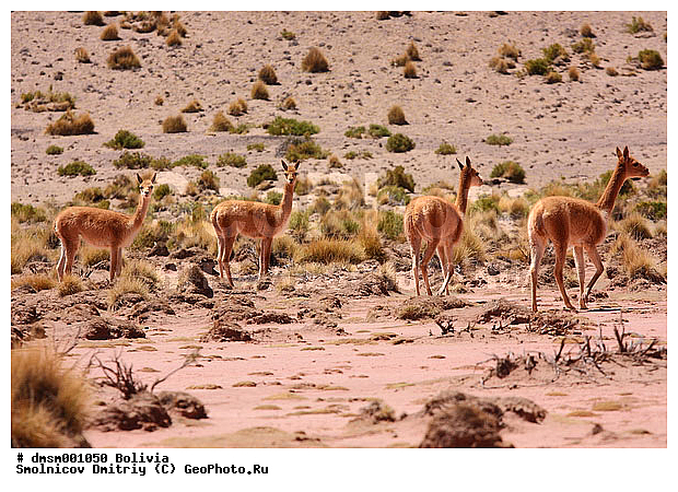 Lama vicugna, �������, ����������, �������, ����, �����, ��������, ��������, �������������, �������������, �����, �����, XYZ, �����������, Camelidae �������, ������, Vicugna vicugna