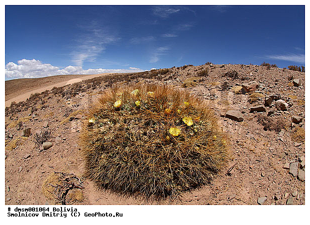 Austrocylindropuntia, ���������������������, �������, ����������, �����, ������, �������, ��������, ������, ������