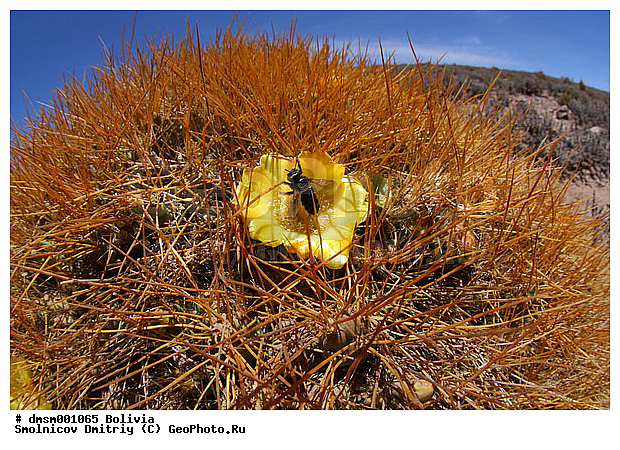 Austrocylindropuntia, ���������������������, �������, ����������, �����, ������, ���������, �������, ��������, ������, ������