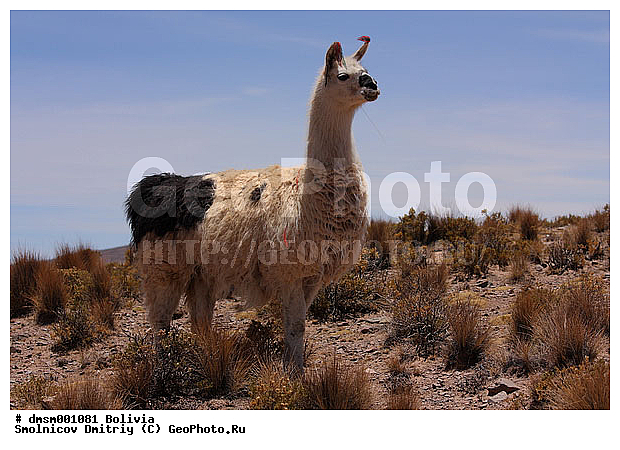 �������, �������, ����������, ����, �����, ��������, ��������, �������������, �������������, �����, �����, XYZ, �����������, Camelidae, �������, Vicugna pacos