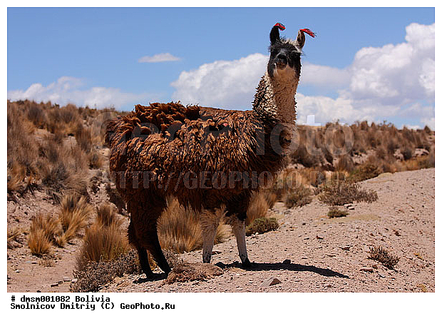 �������, �������, ����������, ����, �����, ��������, ��������, �������������, �������������, �����, �����, XYZ, �����������, Camelidae, �������, Vicugna pacos