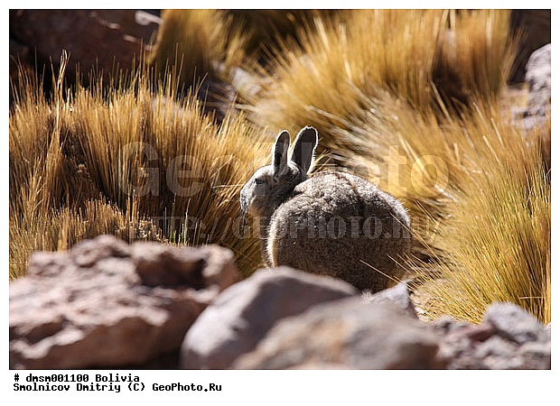 Lagidium viscacia, �������, �������, ������������� �������, ����������, ��������, ��������, ��������, �������������, �������������, �����, �����, �������, XYZ, �����������, Chinchillidae, ������ �������, ������ �������, ����� �������, ������������� �������, Lagidium viscacia, Lagidium cuscus, Viscaccia cuscus, Lagostomus viscacha