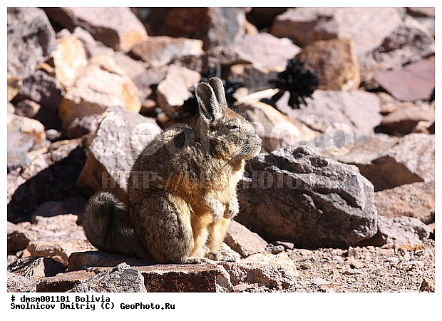 Lagidium viscacia, �������, �������, ������������� �������, ����������, ��������, ��������, ��������, �������������, �������������, �����, �����, �������, XYZ, �����������, Chinchillidae, ������ �������, ������ �������, ����� �������, ������������� �������, Lagidium viscacia, Lagidium cuscus, Viscaccia cuscus, Lagostomus viscacha