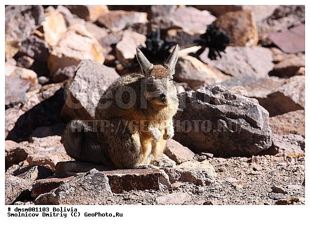 Lagidium viscacia, vizcachas, �������, �������, ������������� �������, ����������, ��������, ��������, ��������, �������������, �������������, �����, �����, �������, XYZ, �����������, Chinchillidae, ������ �������, ������ �������, ����� �������, ������������� �������, Lagidium viscacia, Lagidium cuscus, Viscaccia cuscus, Lagostomus viscacha