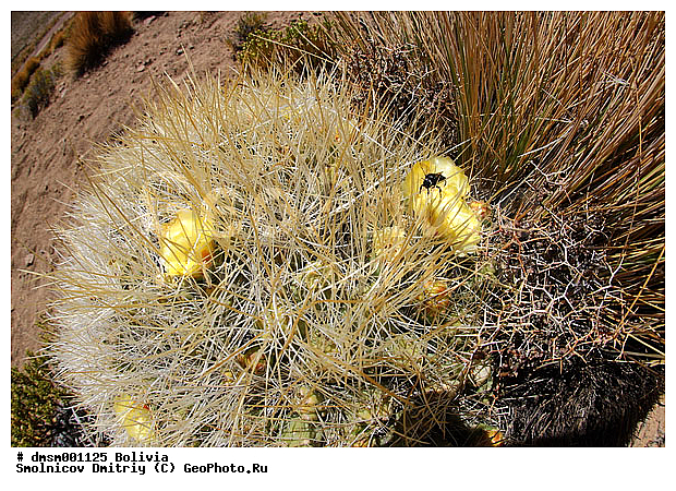 Austrocylindropuntia, ���������������������, �������, ����������, ������, �������, ��������, ������, ������
