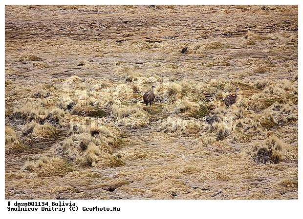 Pterocnemia pennata, �������, �������� �����, �����, ����������, �����, �����, ������, ������ �����