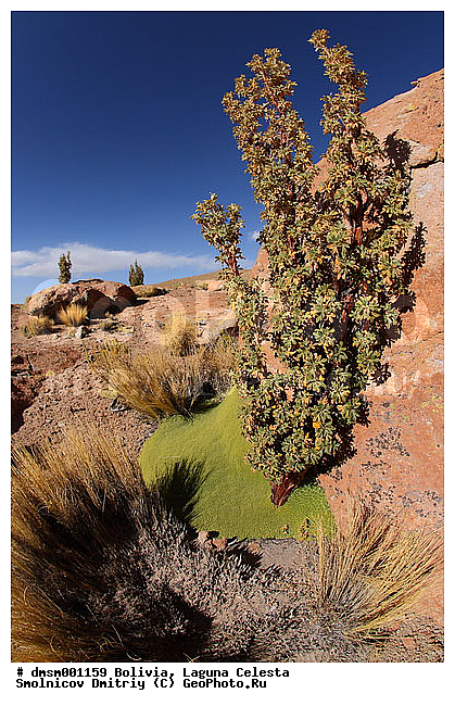 �������, ��������, ����������, ������, ����, �����, ����, ��������, �����, �����