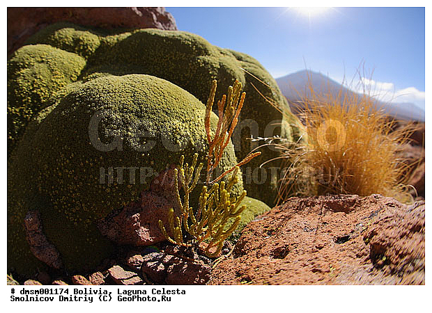 �������, ��������, ����������, ������, ������, ����, �����, ����, ��������, ������, �����