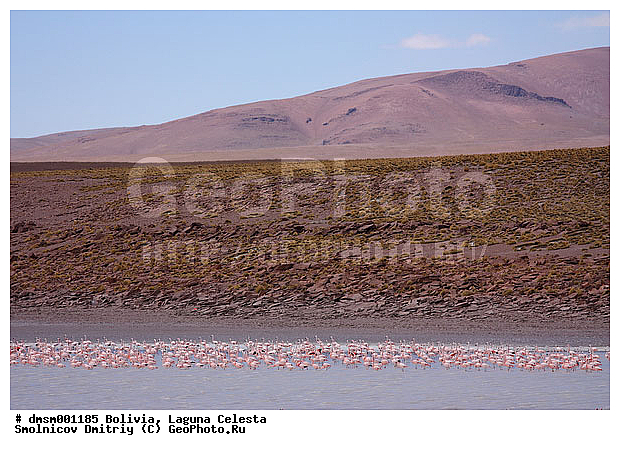 �������, ������ �������, �����, ����, ��������, ��������, ��������, �����, �����, ��������, �����������, XYZ, �����������, Phoenicopteridae, ��������� ��������, Phoenicopterus chilensis, ������� ��������, Phoenicopterus andinus