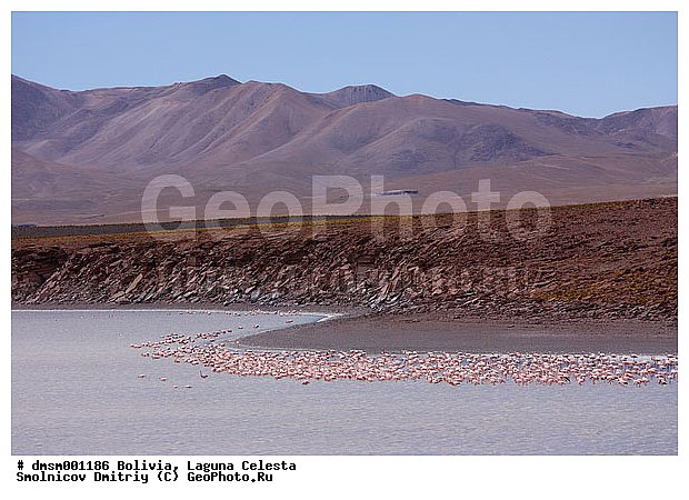 �������, ������ �������, �����, ����, ��������, ��������, ��������, �����, �����, ��������, �����������, XYZ, �����������, Phoenicopteridae, ��������� ��������, Phoenicopterus chilensis, ������� ��������, Phoenicopterus andinus