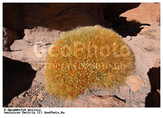 Austrocylindropuntia, ���������������������, �������, ����������, ������, �����, ������� �����, �������, ��������, ������, ������