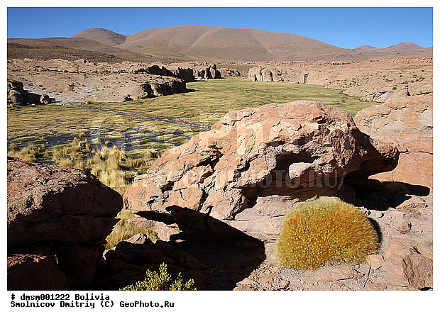 Austrocylindropuntia, ���������������������, �������, ����������, ������, �����, ������� �����, �������, ��������, �����, ������, ������