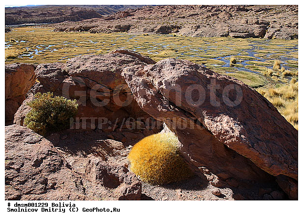 Austrocylindropuntia, ���������������������, �������, ����������, ������, ������, �����, ������� �����, �������, ��������, �����, ������, ������