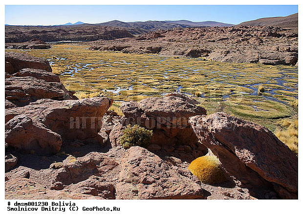 Austrocylindropuntia, ���������������������, �������, ����������, ������, ������, �����, ������� �����, �������, ��������, �����, ������, ������