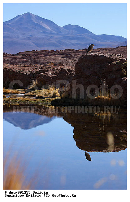 ����������, �������, ����, ������, ���, ���������, �����, ����� �� �����, �����, �����, �����, �����, ��������, ��������, ��������, �����������, �����, �����, XYZ, ��������, Ardeidae, ������, ����������� ������, ������ �����, Nycticorax nycticorax