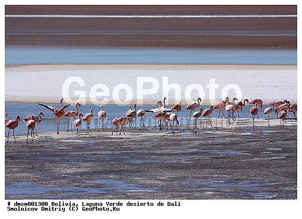 Phoenicopterus jamesi, �������, ����������, �����, ������ ����, ����, ��������, �������� �������, ��������, ��������, �����, �����, ��������, �����������, ������� �����, XYZ, �����������, Phoenicopteridae, �������� ������, Phoenicoparrus jamesi